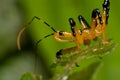 Black and yellow assassin bug nymph