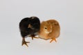 black and yellow baby were posing on white background both looking and distance, chicken models, creative modeling Royalty Free Stock Photo