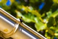 Black yellow bee Bumblebee Wasp Insect on rain gutter Greece Royalty Free Stock Photo