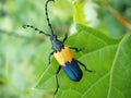 Black and yellow beetle Royalty Free Stock Photo