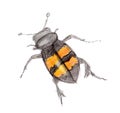 Black and yellow beetle drawn with colored pencils