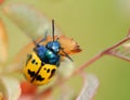 Black and Yellow Beetle Macro Royalty Free Stock Photo
