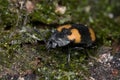 Black and yellow beetle on tree trunk Royalty Free Stock Photo