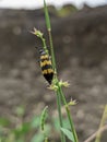 black yellow beetle on the weeds during the day Royalty Free Stock Photo