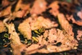 Black and yellow beetles eat oak leaves. Insect houses are conveniently located on the leaves. Macro Royalty Free Stock Photo