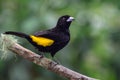 Black and yellow bird standing on a dried guava tree trunk