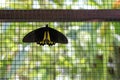Black and yellow birdwing butterfly hold on cage in the park of Bali island, Indonesia. Royalty Free Stock Photo