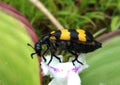 The black and yellow bug on the pollen