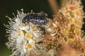 Black and yellow bug on the white plant Royalty Free Stock Photo