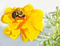 Black and yellow bumble bee o bright yellow marigold