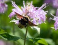 Black and yellow bumble bee on the side of purple flower in a meadow