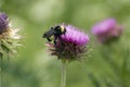 Black and yellow Bumblebee on Texas Purple Thistle flower Royalty Free Stock Photo