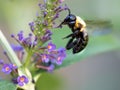 Black and yellow bumblebee pollenating a purple butterfly bush flower bloom with its wings buzzing.  Insect wildlife in nature Royalty Free Stock Photo