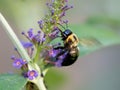 Black and yellow bumblebee pollenating on a purple butterfly bush flower bloom with its wings buzzing. Insects in nature up close