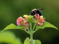 Black and yellow bumblebee pollinating a orange, pink and yellow flower bloom on a tree with a soft green background.  Wildlife Royalty Free Stock Photo