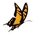 Black and yellow butterfly flying Royalty Free Stock Photo