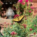 Yellow butterfly enjoying flowers Royalty Free Stock Photo