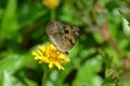 Black and yellow butterfly with white and blue spots on its folded wings sucks nectar from a yellow flower in Krabi, Thailand