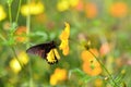 Black & Yellow Butterlfy on the Top of Yellow Flower