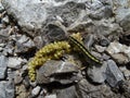 Black and yellow caterpillar is eating on the grey stones