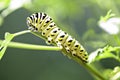 Black and Yellow Caterpillar on a stem Royalty Free Stock Photo