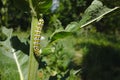 Black-yellow caterpillar of a swallowtail butterfly Royalty Free Stock Photo