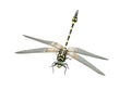 Black and yellow colored dragonfly Royalty Free Stock Photo