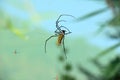 Black and yellow colored scary Nephila pilipes northern golden orb weaver or giant golden orb weaver Spider Royalty Free Stock Photo