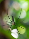 A black and yellow colour spider is photographed close up, macro picture,Natural background,spider and spider web Royalty Free Stock Photo