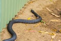 Tasmanian tiger snake near a garden shed Royalty Free Stock Photo