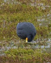 Black Yellow Coot Bird Torres del Paine National Park Chile