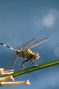 Black yellow dragon fly on the green tree Royalty Free Stock Photo