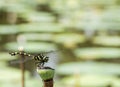 Black Yellow Dragonfly on a Flower Royalty Free Stock Photo