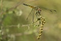 Black and yellow dragonfly close-up Royalty Free Stock Photo
