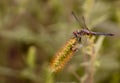 Black and yellow dragonfly on foxtail Royalty Free Stock Photo