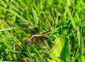 Black and yellow dragonfly Libellula luctuosa Royalty Free Stock Photo