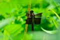 Black and yellow dragonfly - Libellula luctuosa hiding in the greenery