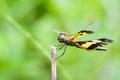 Black and yellow dragonfly Royalty Free Stock Photo