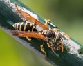 A black and yellow European Paper Wasp (Polistes dominula) with prey.