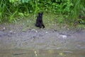 Black yellow-eyed cat sits on a grassy riverbank Royalty Free Stock Photo