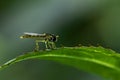 Close-up of a flying insect, a black and yellow fly. He\'s sitting on a leaf.