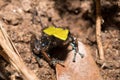 Black and yellow frog Climbing Mantella, Madagascar