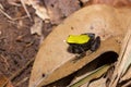 Black and yellow frog Climbing Mantella, Madagascar Royalty Free Stock Photo