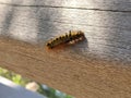 Black and yellow fuzzy caterpillar crawling on a wooden bridge Royalty Free Stock Photo