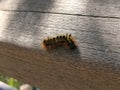 Black and yellow fuzzy caterpillar crawling on a wooden bridge Royalty Free Stock Photo
