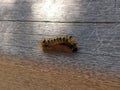 Black and yellow fuzzy caterpillar crawling on a wooden bridge Royalty Free Stock Photo