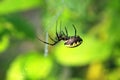 Black & Yellow Garden Spider Royalty Free Stock Photo