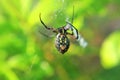 Black & Yellow Garden Spider Royalty Free Stock Photo