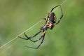 Black & Yellow Garden Spider Royalty Free Stock Photo