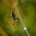 A Black and Yellow Garden Spider Argiope aurantia